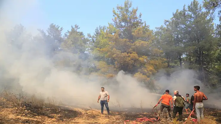 Antalya'da çıkan orman yangınında seralar büyük zarar gördü