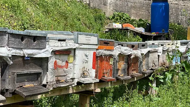 Anzer balı üretimi yapan arıcılar yeni sezondan ümitli