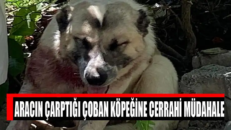 Aracın çarptığı çoban köpeğine cerrahi müdahale