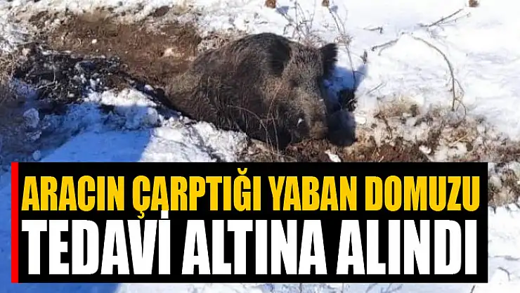 Aracın çarptığı yaban domuzu tedavi altına alındı
