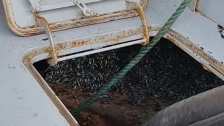 Araklı Limanı'nda hafta sonu hamsi yoğunluğu