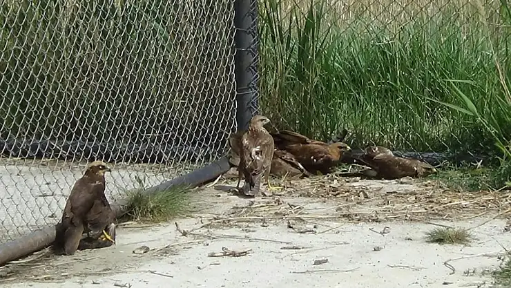 Arı şahinlerinin tedavileri devam ediyor