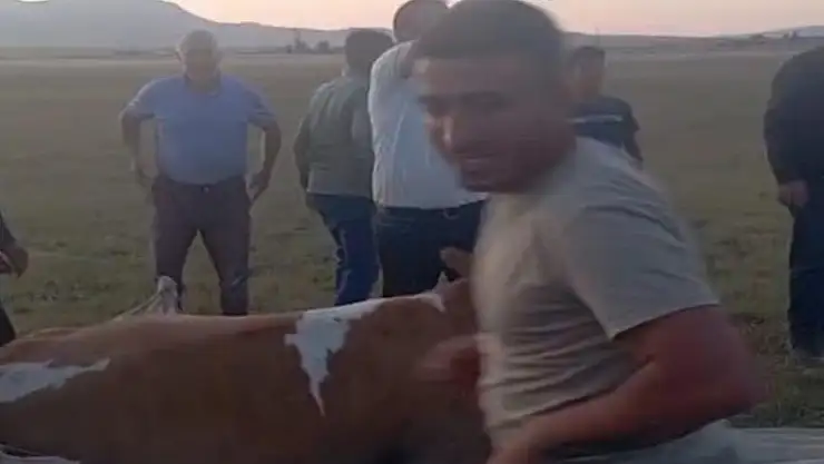 Arin Gölü'nde çamura saplanan inek kurtarıldı