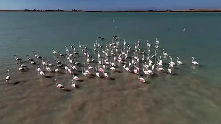 Arin Gölü'nde flamingoların Süphan Dağı eşliğinde mest eden dansı