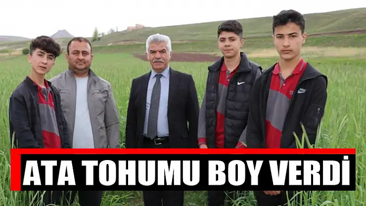 Ata tohumu boy verdi