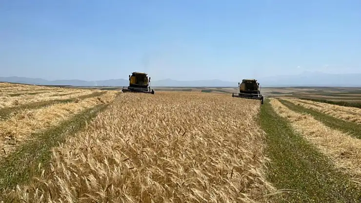 Ata tohumu çiftçinin yüzünü güldürdü