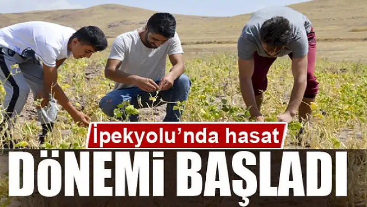 İpekyolu'nda hasat dönemi