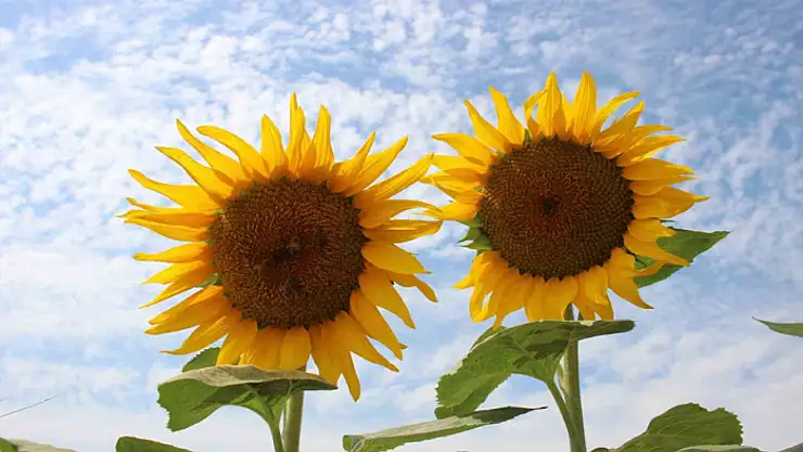 Ayçiçek alım fiyatları açıklandı