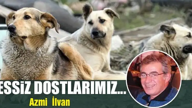 Sessiz dostlarımız...