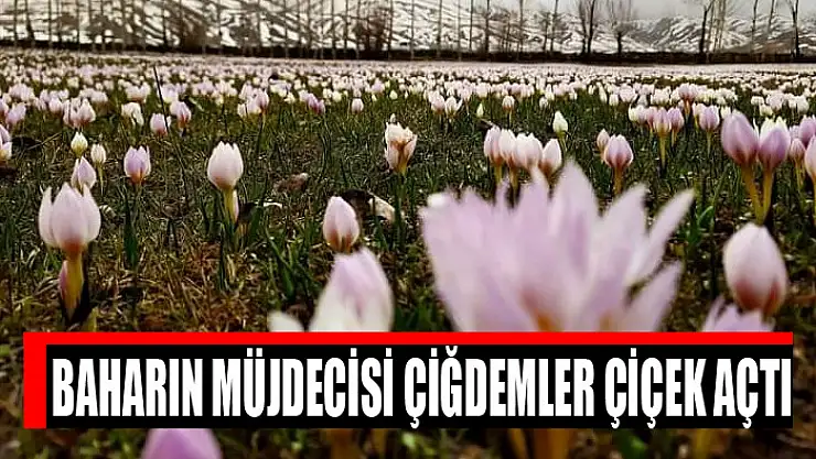 Baharın müjdecisi çiğdemler çiçek açtı