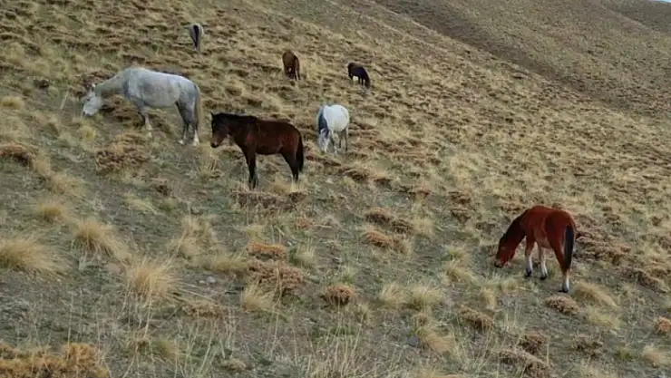 Başıboş bırakılan at ve eşekler hem trafiği hem yaban hayatını tehdit ediyor