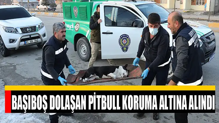 BAŞIBOŞ DOLAŞAN PİTBULL KORUMA ALTINA ALINDI