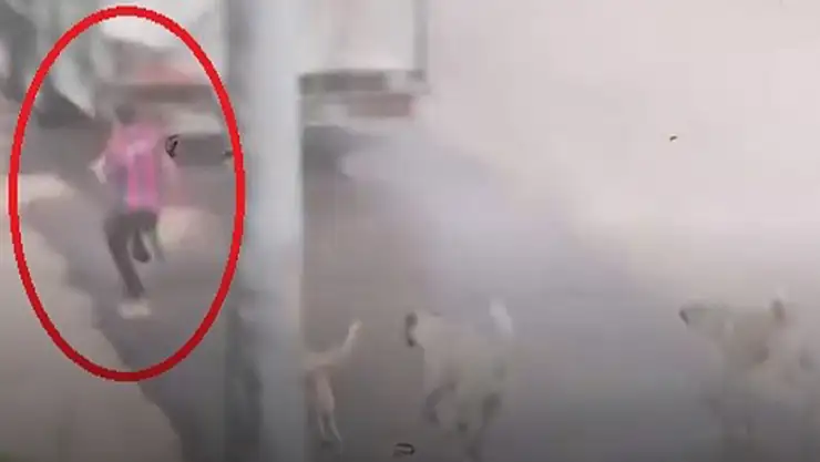 Başıboş köpek sürüsü çocuğu kovaladı