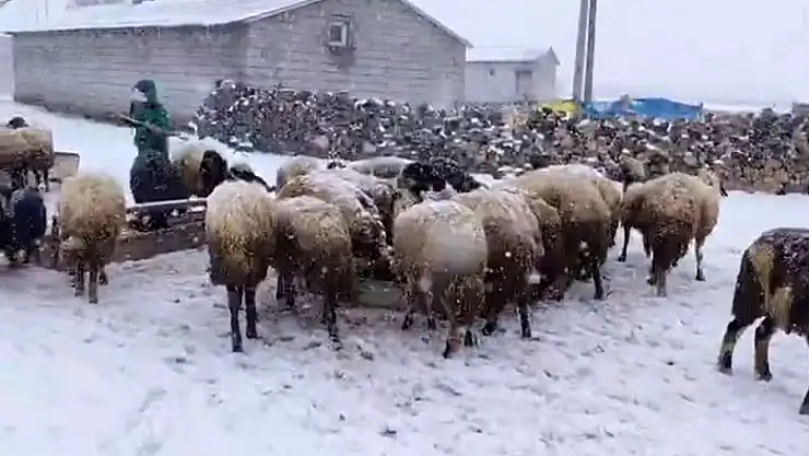 Besicilerin kar esareti sürüyor