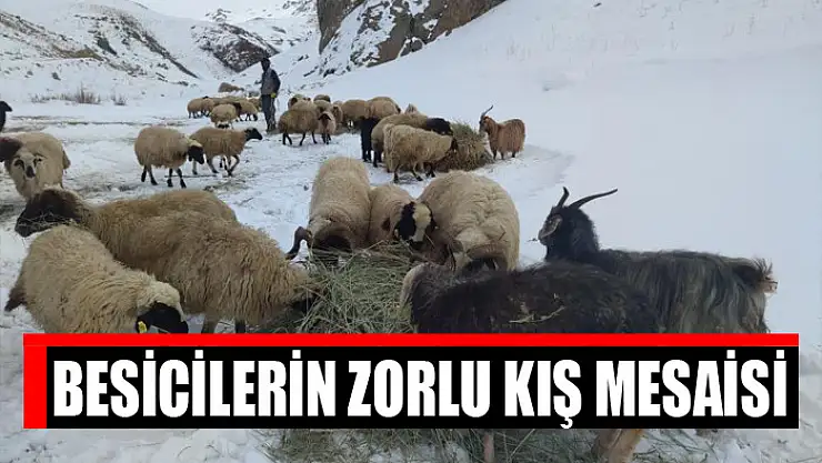 Besicilerin zorlu kış mesaisi