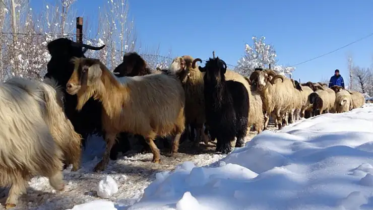 Besicilerin zorlu kış mesaisi başladı