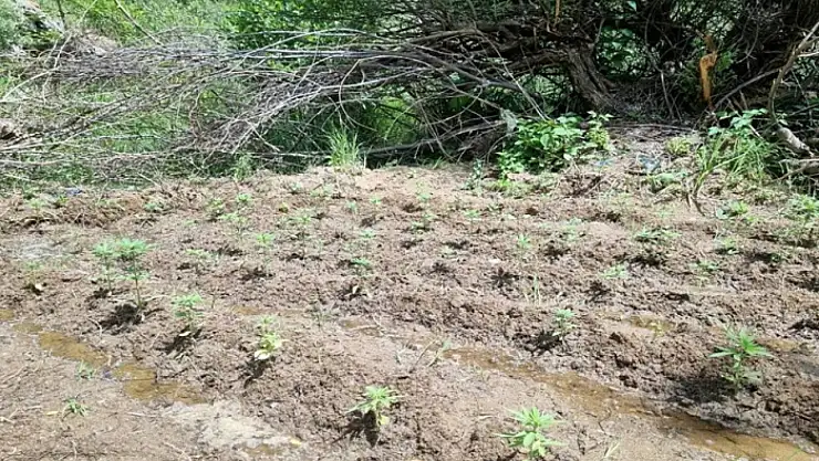 Bingöl'de 330 kök kenevir ele geçirildi