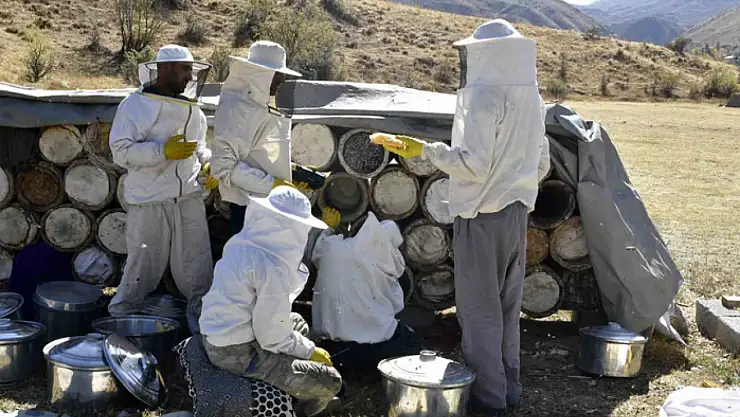 Bitlis karakovan balında hasat zamanı