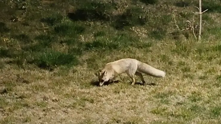 Bitlis sokaklarında tilkiler görüntülendi
