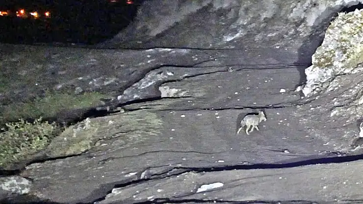 Budaklı kaplıcaları için vahşi hayvan uyarısı