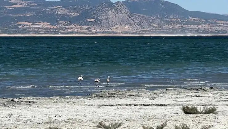 Burdur Gölü'ne Van'dan üç bidon balık
