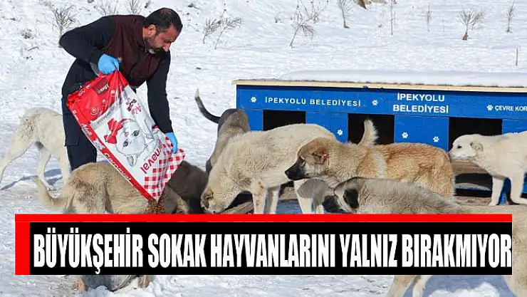 Büyükşehir sokak hayvanlarını yalnız bırakmıyor