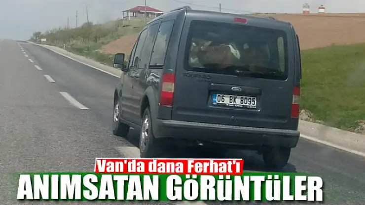 Van'da dana Ferhat'ı anımsatan görüntüler