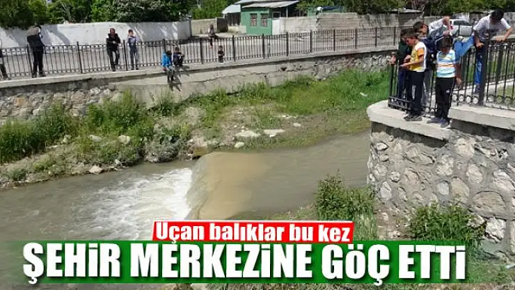 Uçan balıklar bu kez şehir merkezine göç etti