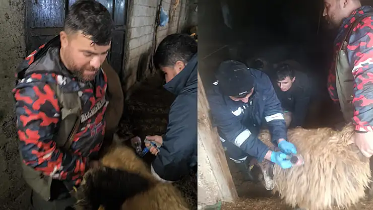 Çatak'ta küçükbaş hayvanlara çiçek aşısı uygulandı