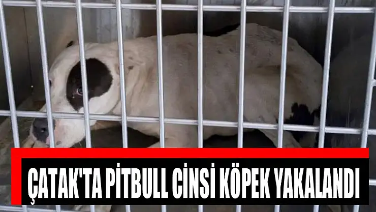 Çatak'ta pitbull cinsi köpek yakalandı