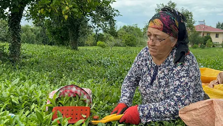 ÇAYKUR tarafından kuru çaya yüzde 22 zam yapıldı
