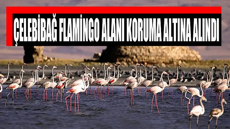 Çelebibağ Flamingo Alanı koruma altına alındı