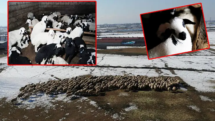 Çiftçiler sezona yeni doğan kuzularla sıfırdan başladı
