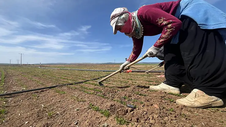 Çiftçiler tarım işçisi bulamamaktan muzdarip