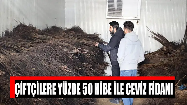 ÇİFTÇİLERE YÜZDE 50 HİBE CEVİZ FİDANI 