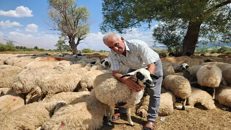 Çoban krizi büyüyor: Bir aylık ücret 130 bin TL'ye çıktı
