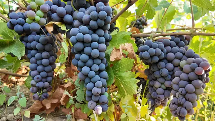 Coğrafi işaretli Erciş üzümünün bağ bozumu başladı