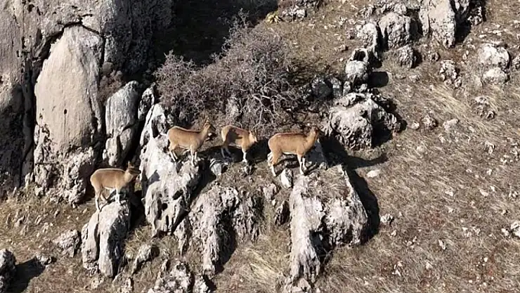 Dağ keçileri, dron ile görüntülendi