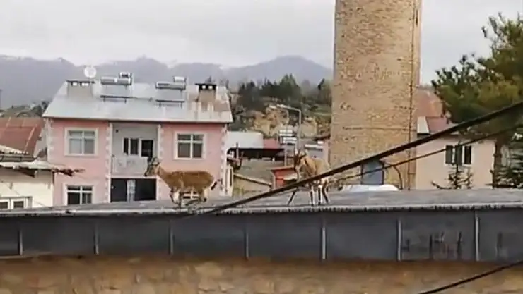 Dağ Keçileri evlerin çatısına çıktı
