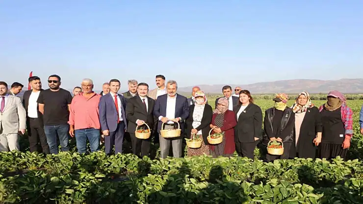Depremzede çiftçiyi kalkındıracak projede çilek hasadına başlandı