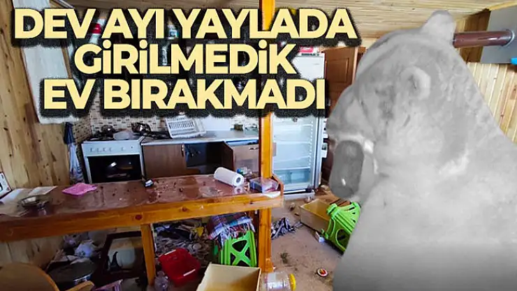 Dev ayı 4 aydır yaylada girilmedik ev bırakmadı