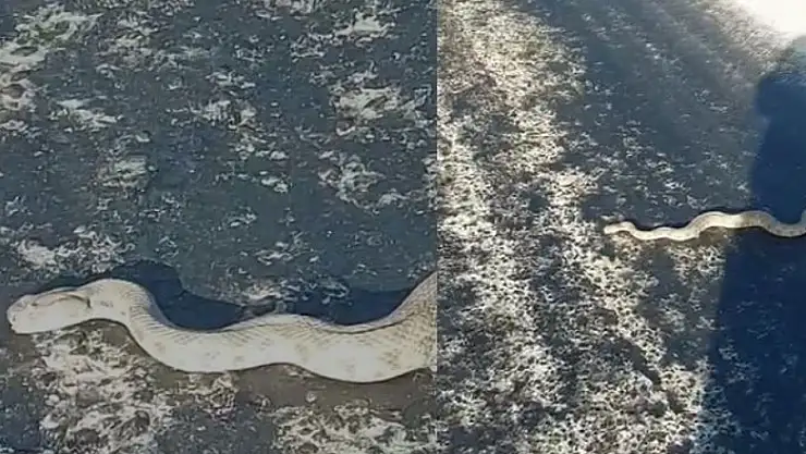 Dev engerek karayoluna indi