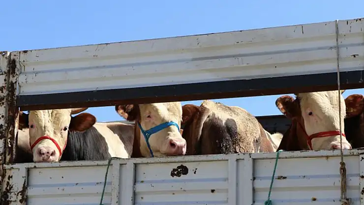 Doğu'da kurbanlık sevkiyatına sıkı denetim