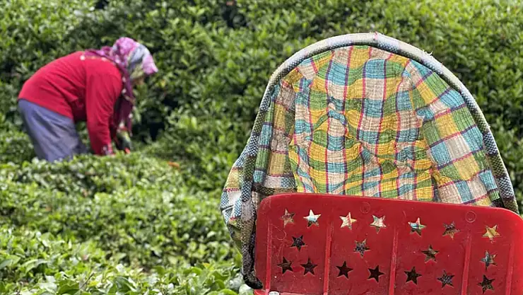 Doğu Karadeniz'de 2024 yılı yaş çay sezonu açıldı