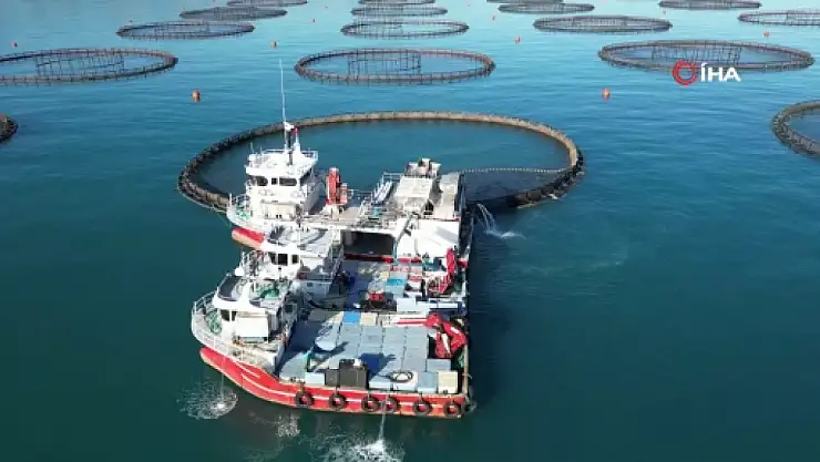 Doğu Karadeniz'de somon hasadı başladı