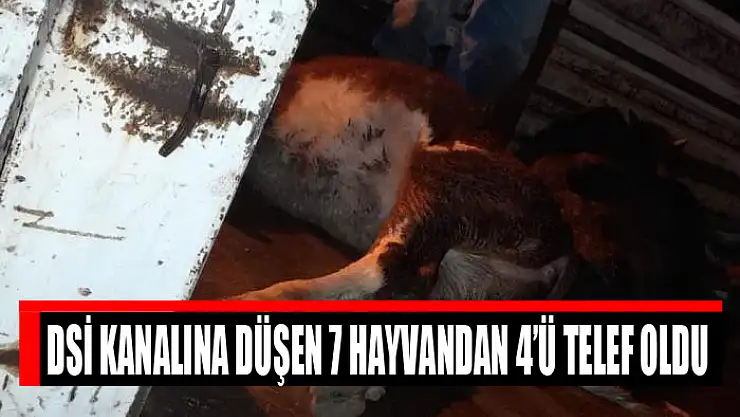DSİ kanalına düşen 7 hayvandan 4'ü telef oldu