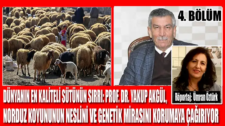 Dünyanın En Kaliteli Sütünün Sırrı: Prof. Dr. Yakup Akgül, Norduz Koyununun Neslini ve Genetik Mirasını Korumaya Çağırıyor