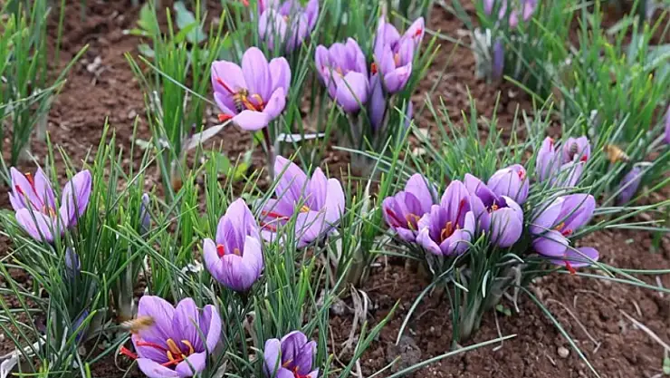 Dünyanın en pahalı baharatı