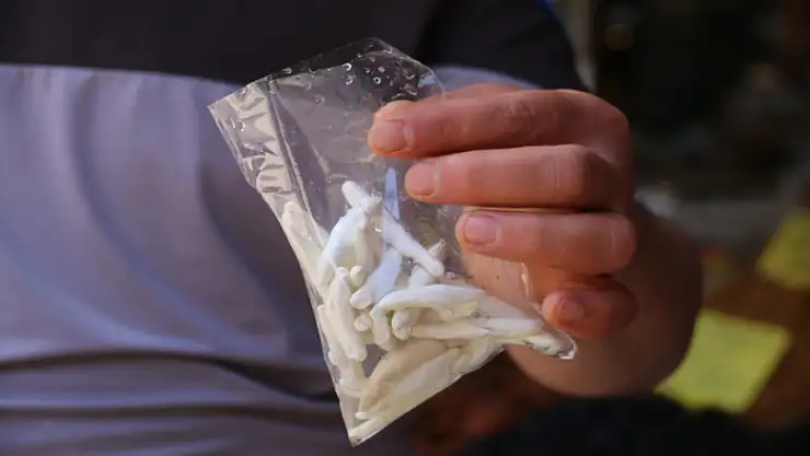 Dünyanın en pahalı sakızı, çeyrek altını geçti yarım altınla yarışıyor