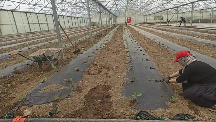 Edremit Belediyesi'nden yeşil alanlar için fide üretimi